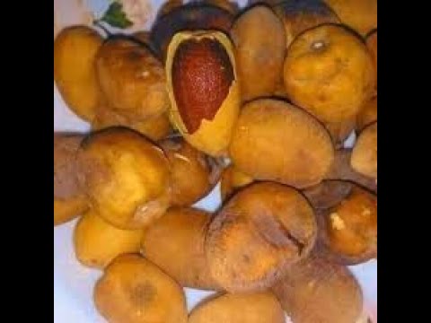 🎖️LE SAVONNIER! FRUIT DU BALAMITE... VOICI LES BIENFAITS DE CE FRUIT EXCEPTIONNEL! 🧡Partage pour s